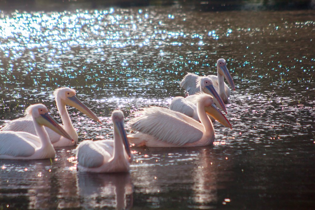 09-Pelicans in Ziway Lake.jpg - Pelicans in Ziway Lake